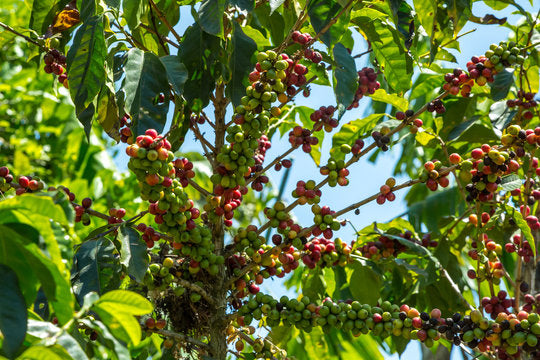 Blog-Reihe „Die Schätze der Kaffeewelt: Entdecke 5 einzigartige Anbaugebiete“